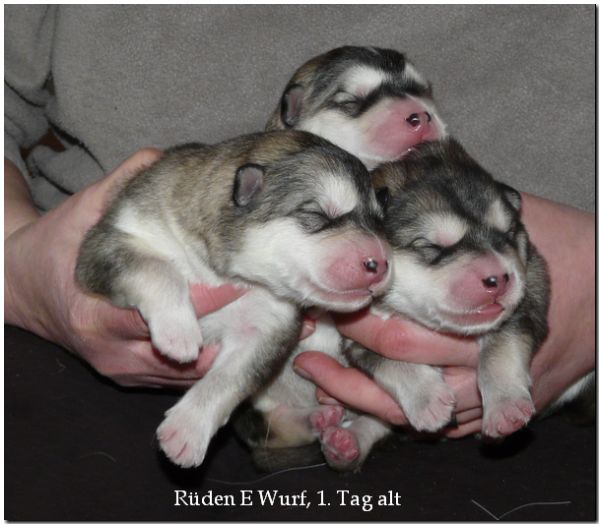 Welpen E Wurf 288.jpg